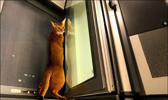 pet proof screen mesh 0.28–0.40 mm wire